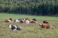 /album/kuvagalleria/cows-jpg/
