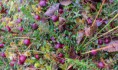 /album/kuvagalleria/cranberries-jpg/